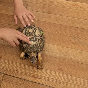 having a kid friendly playlist