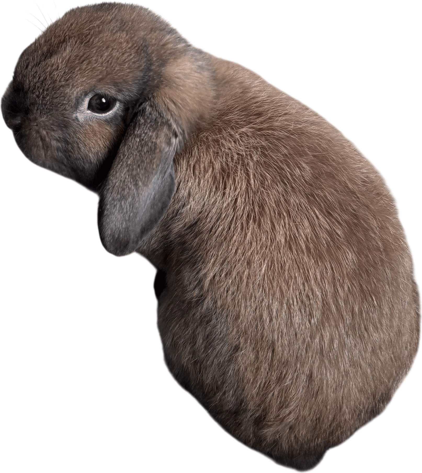 Mocha