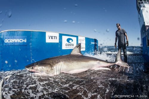 OCEARCH Shark Tracker™ app