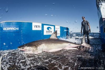 OCEARCH Shark Trackerâ„¢ app