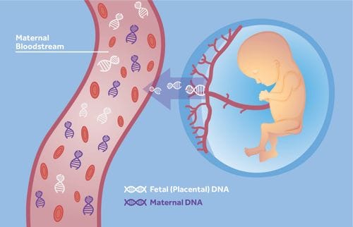non invasive prenatal testing (nipt)