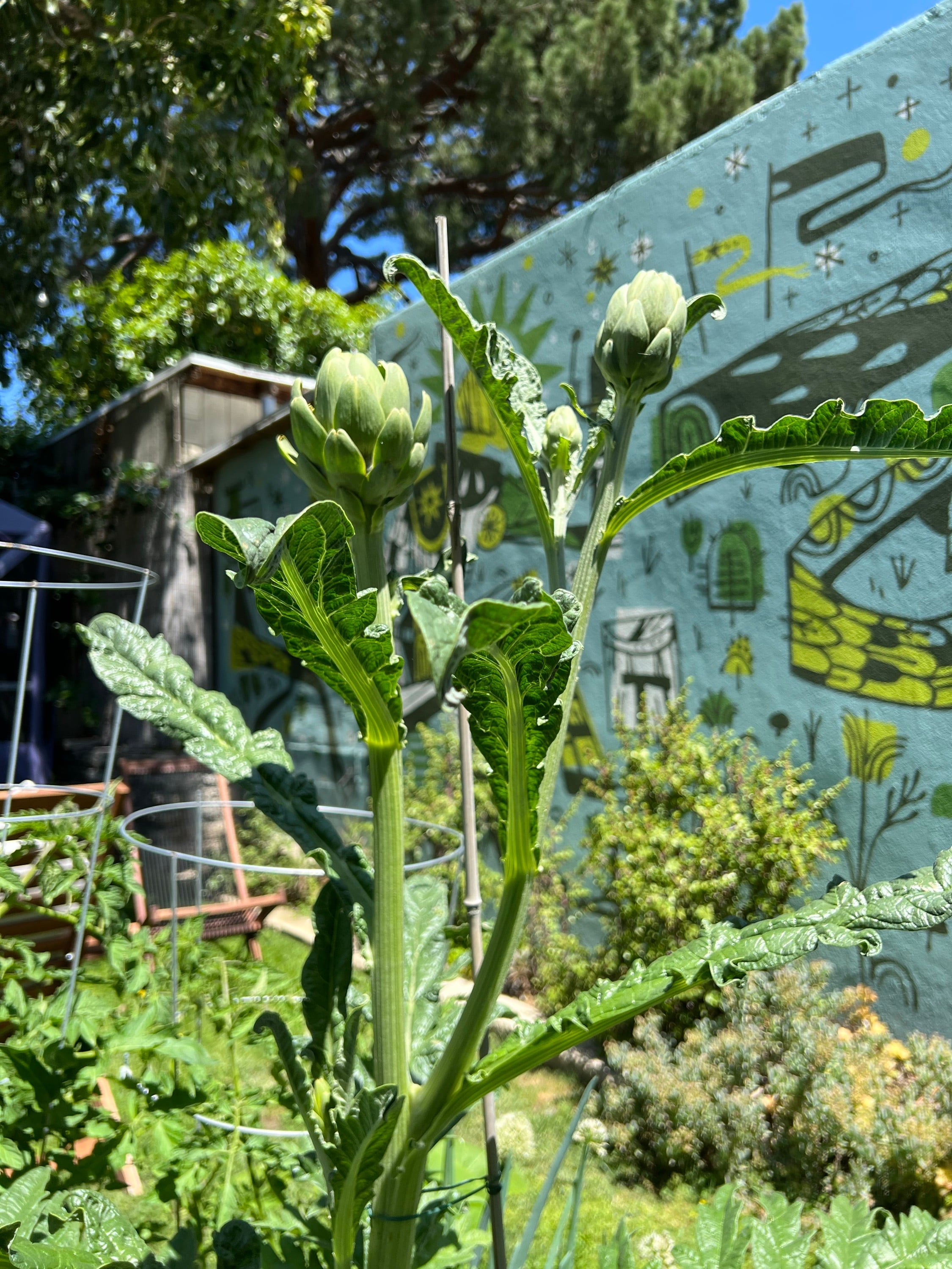 Growing artichokes