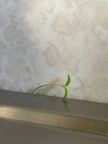 A sink sprout