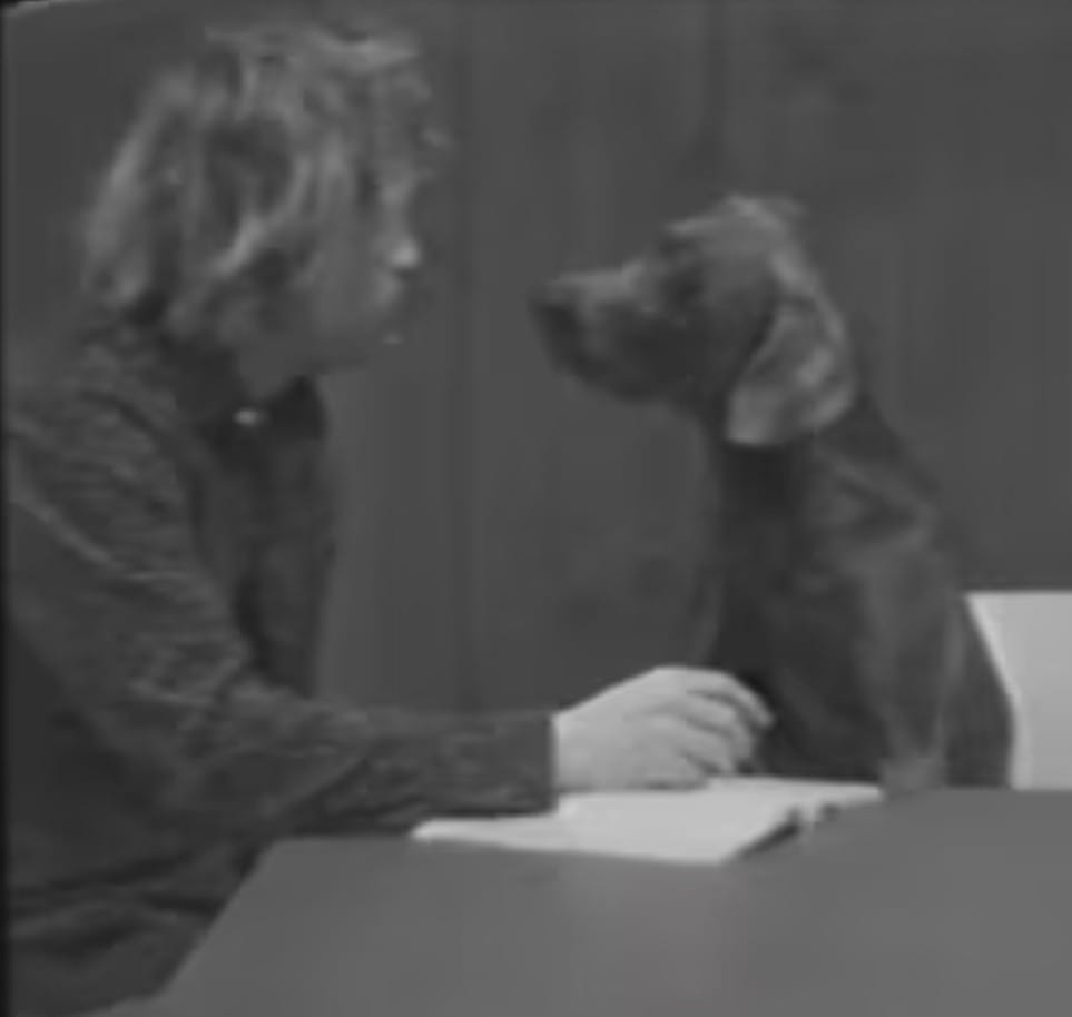 William Wegman: Spelling Lessons