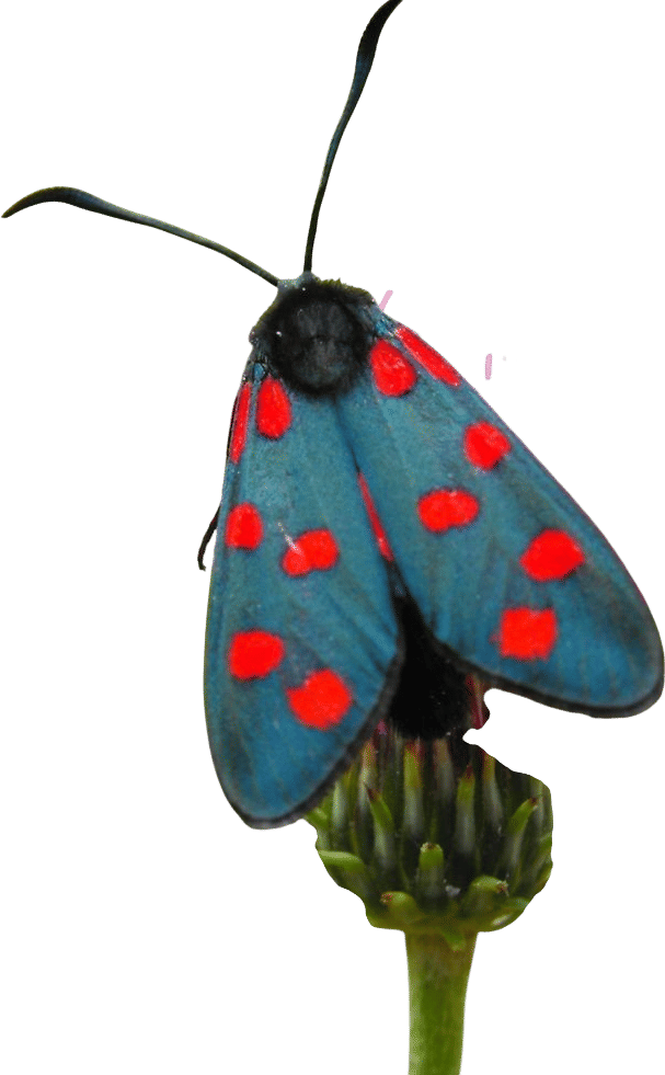 Venezia Moth Art Print