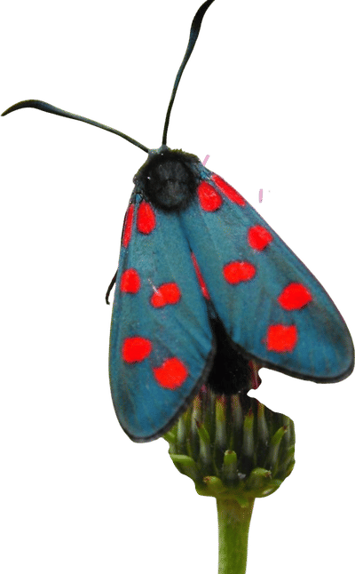 Venezia Moth Art Print