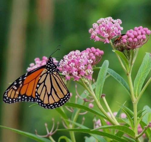 Imagining the Grateful Joy of Insects