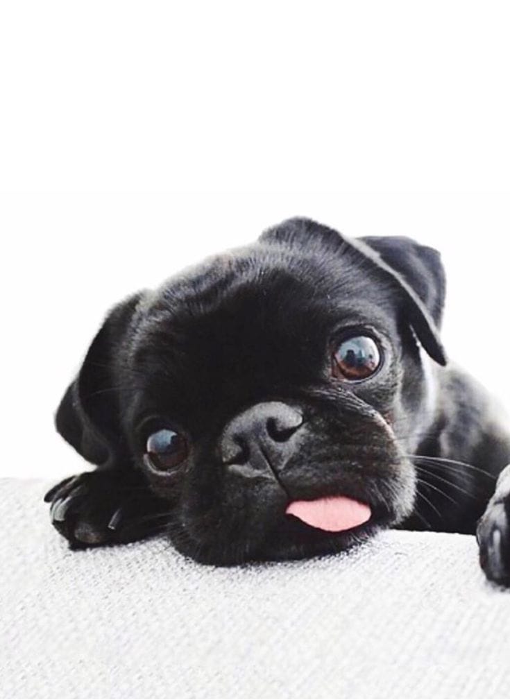 Black Pugs
