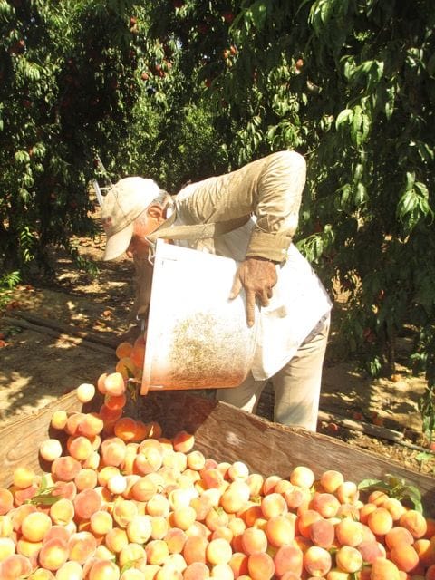 Getting huge quantities of fruit from the farmer's market to share