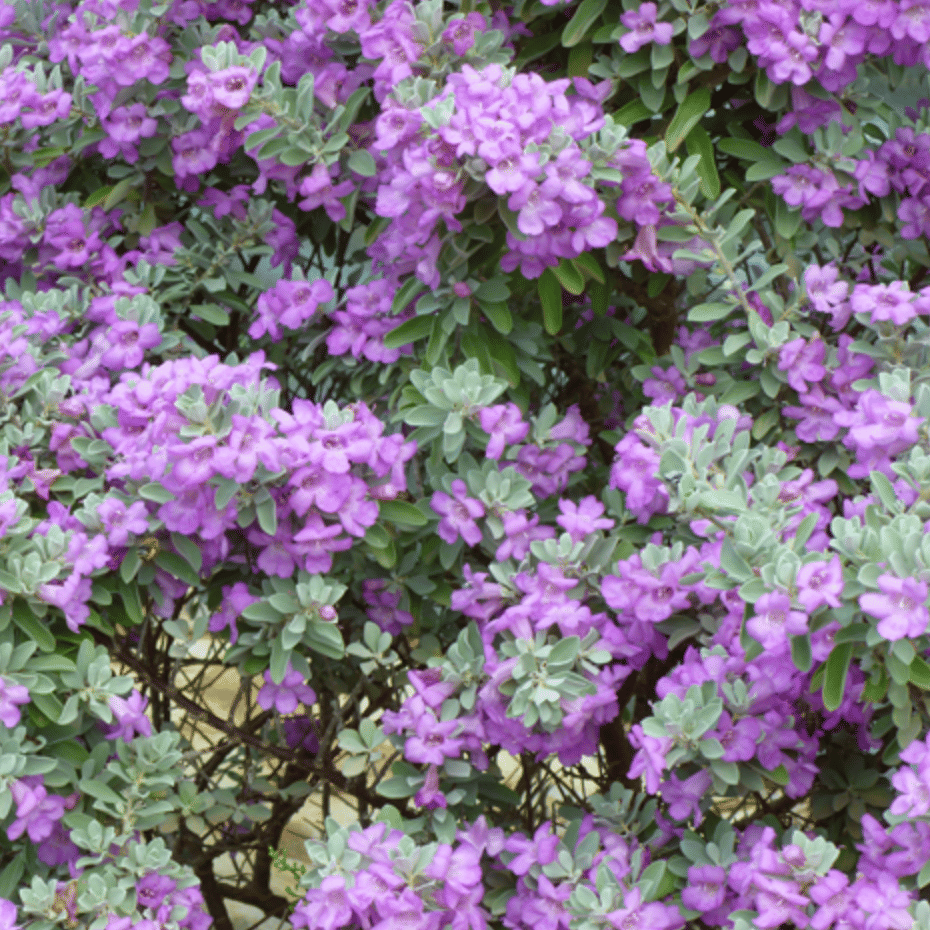 Texas Sage