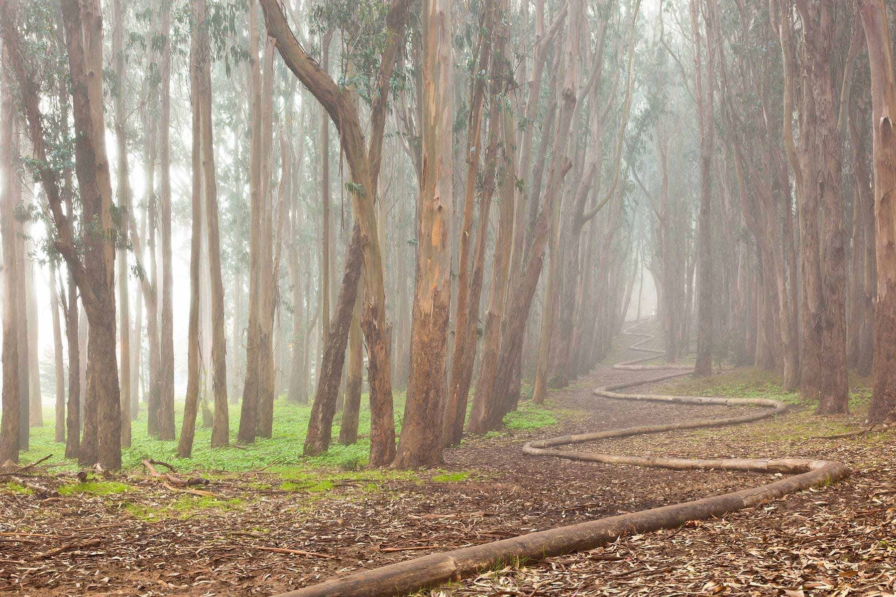 Lover's Lane & Wood Line