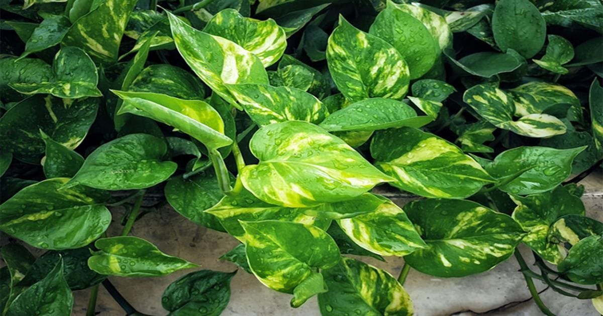 Pothos (Devil's Ivy)