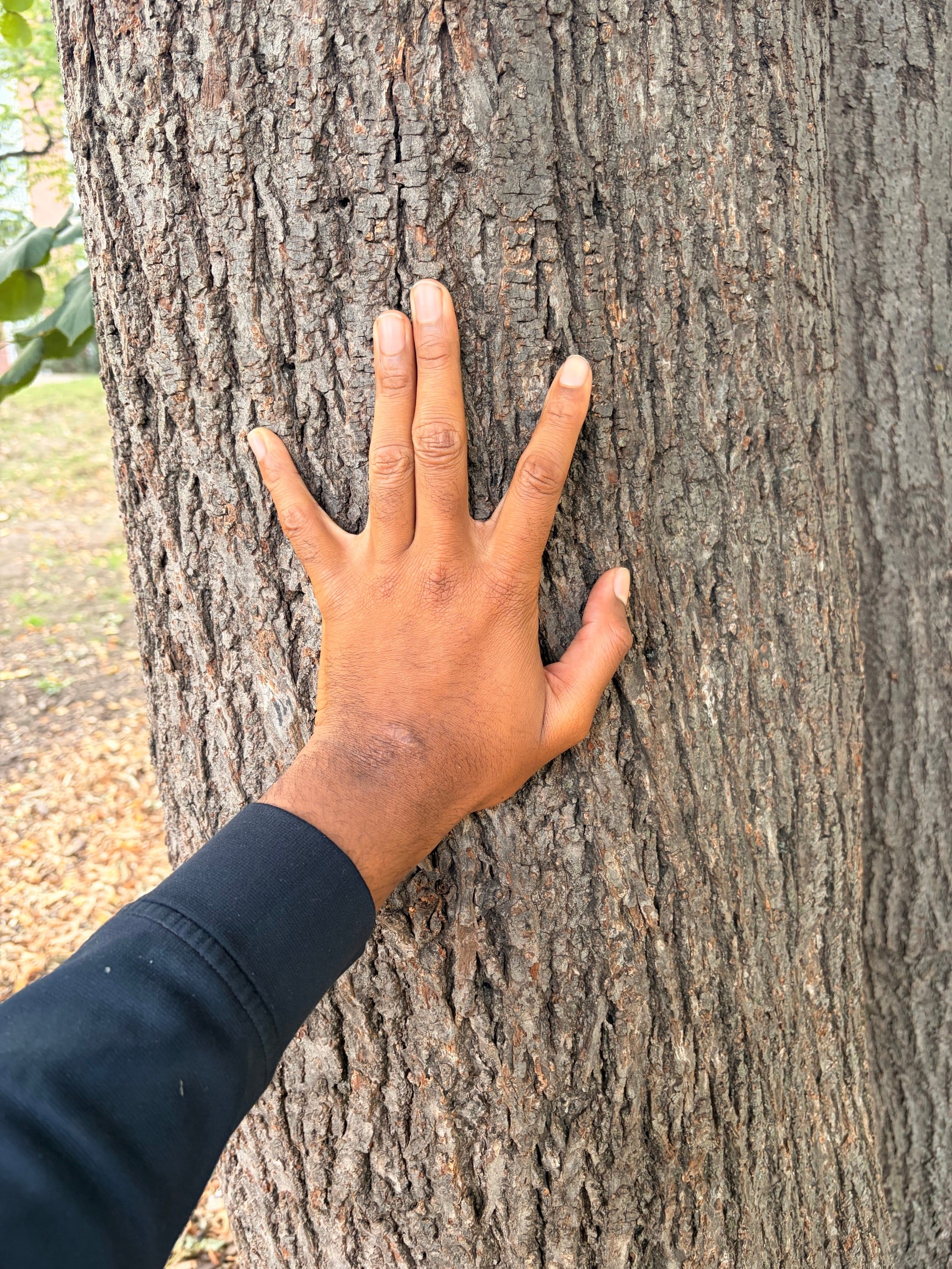 Saying “Hey, buddy” when visiting a tree.