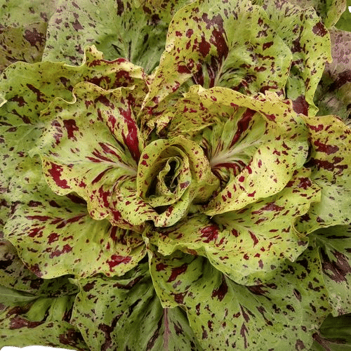Castlefranco Radicchio