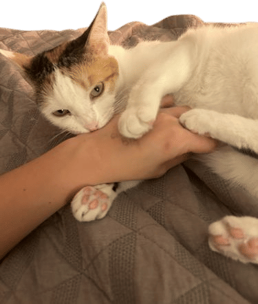 Foster Cat Sandy