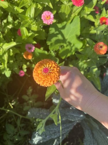 Zinnias