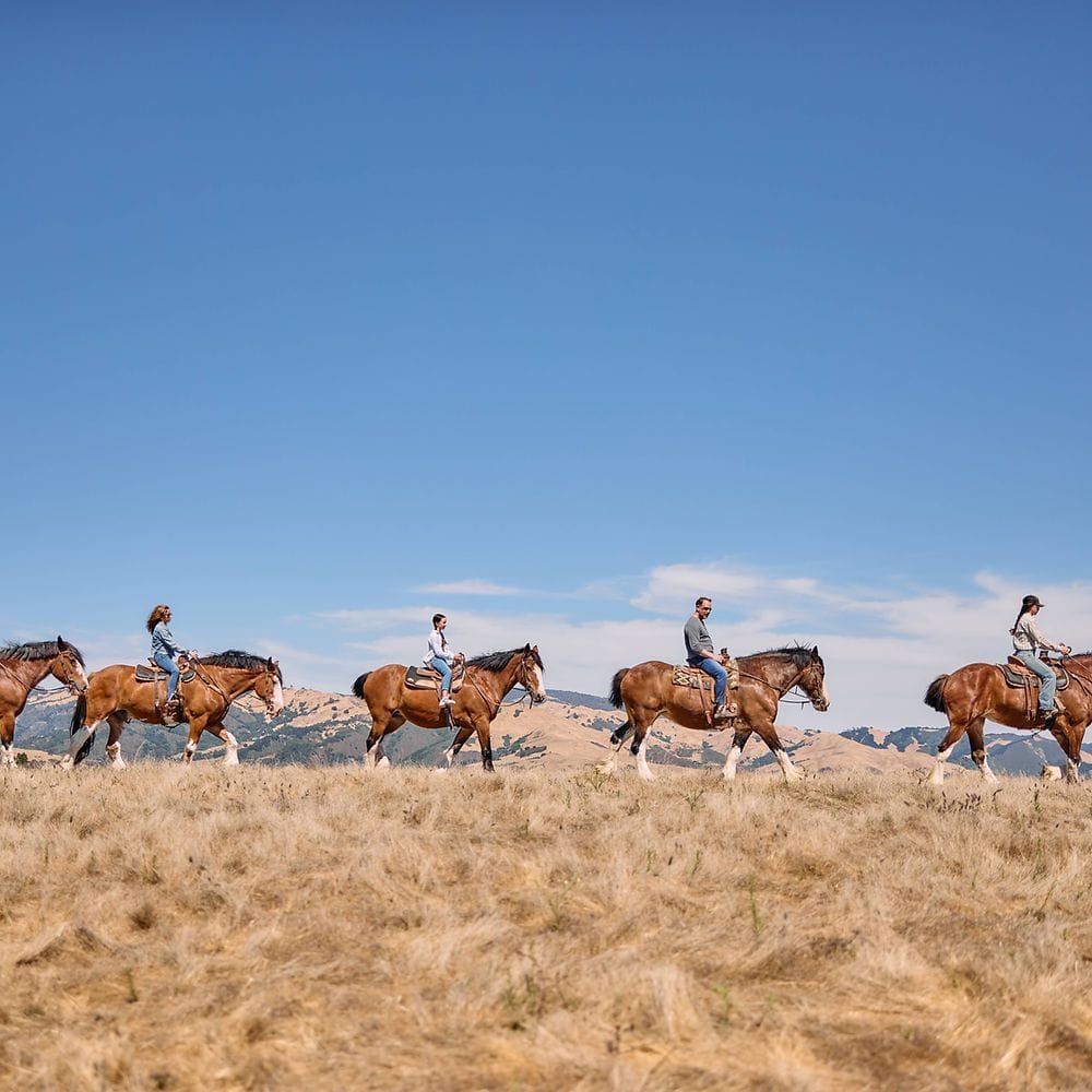 Covell's Clydesdales (Cambria, CA)