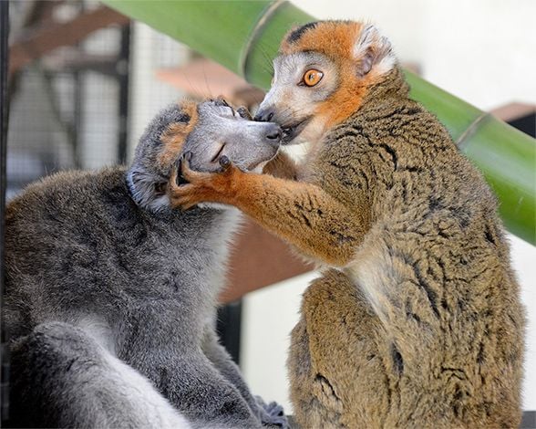 The Duke Lemur Center