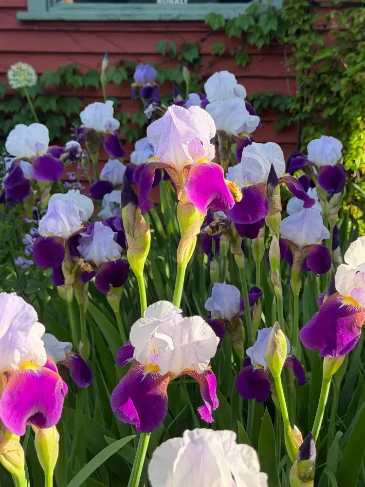Grow some flowers
