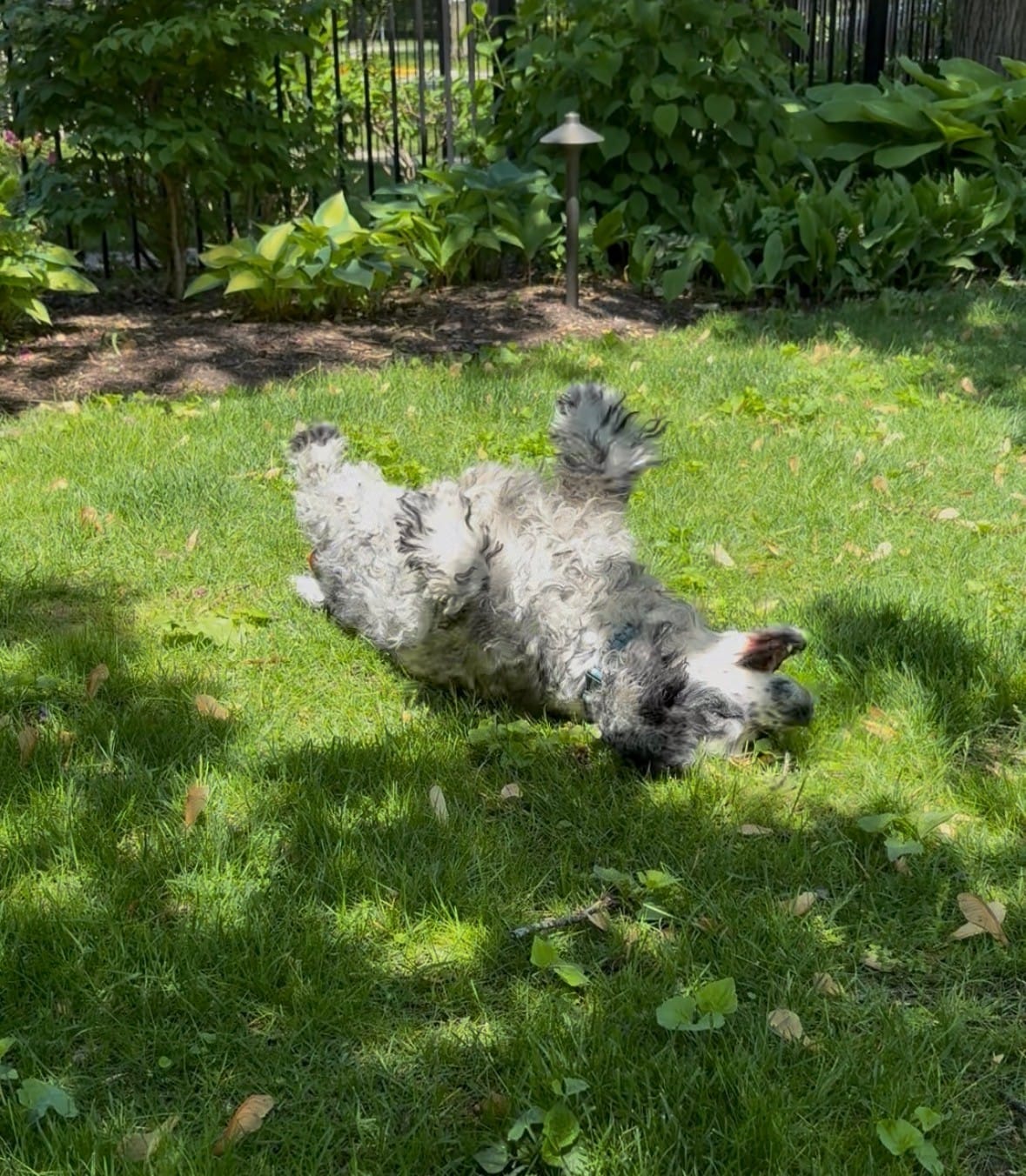Dog Sniffing Benefits: Why Scent Walks Are Important