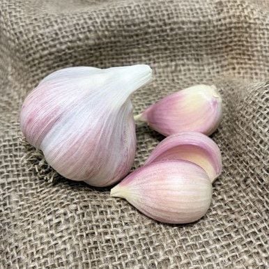 Romanian Red Seed Garlic