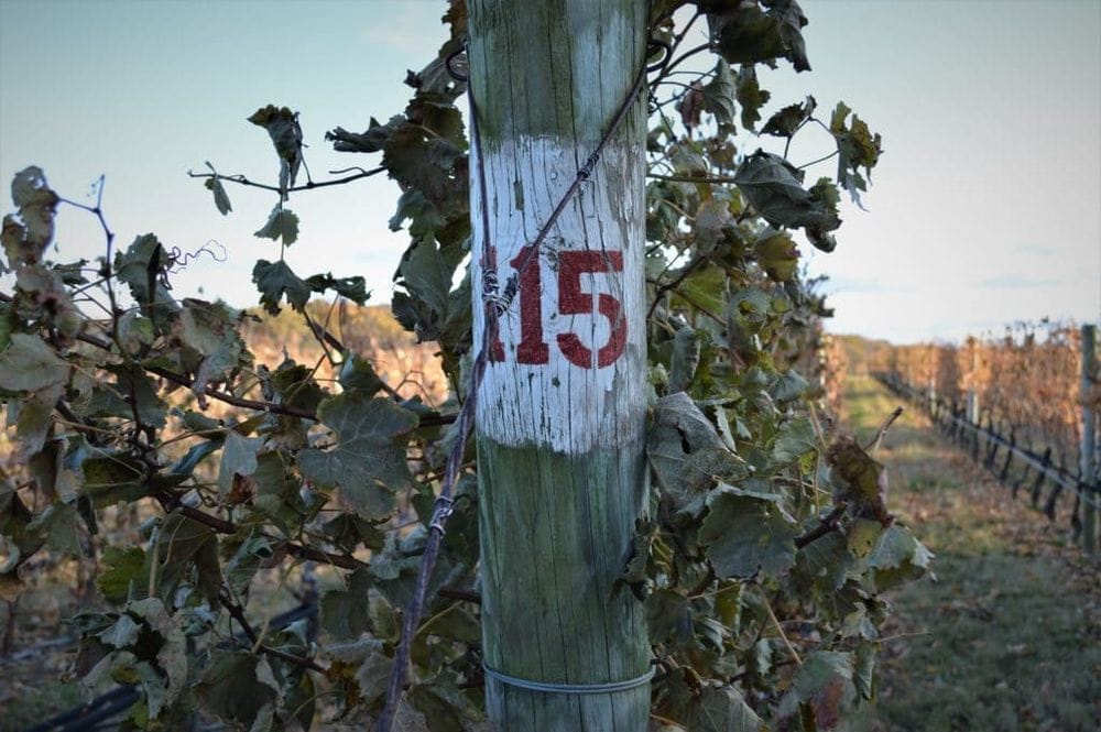 McCall Wines