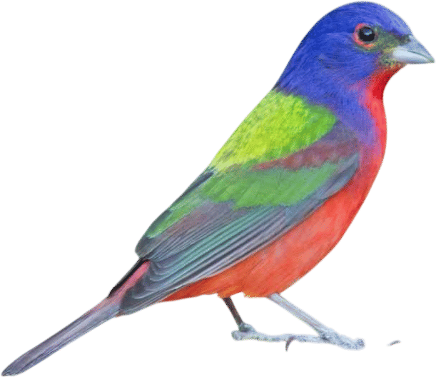 Attracting Painted Buntings