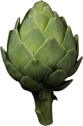 Artichoke- carciofi alla romana recipe