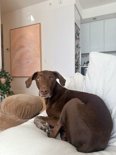 German Shorthaired Pointer