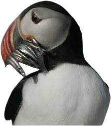 Puffin Loafing Ledge Livestream
