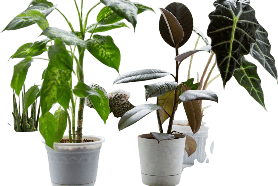 house plants