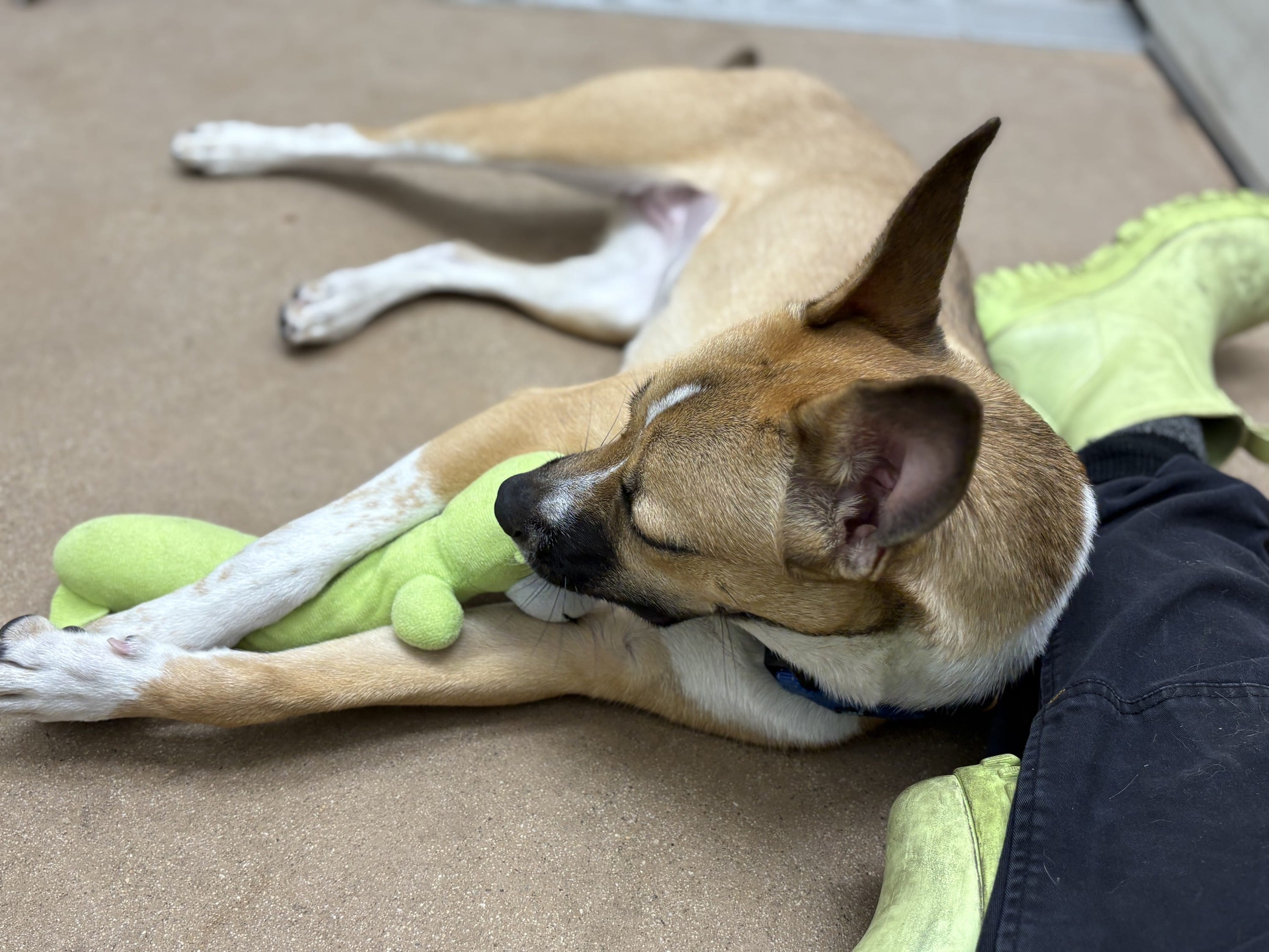 Enrichment: Supporting Your Companion's Wellbeing
