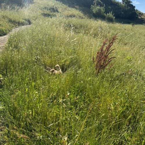 Dog Stuff