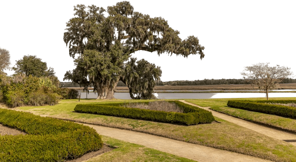 Witness Trees