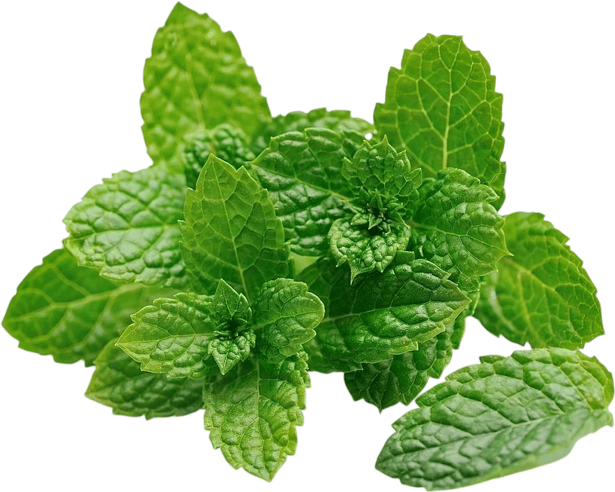 Fresh mint