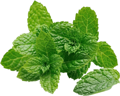 Mint