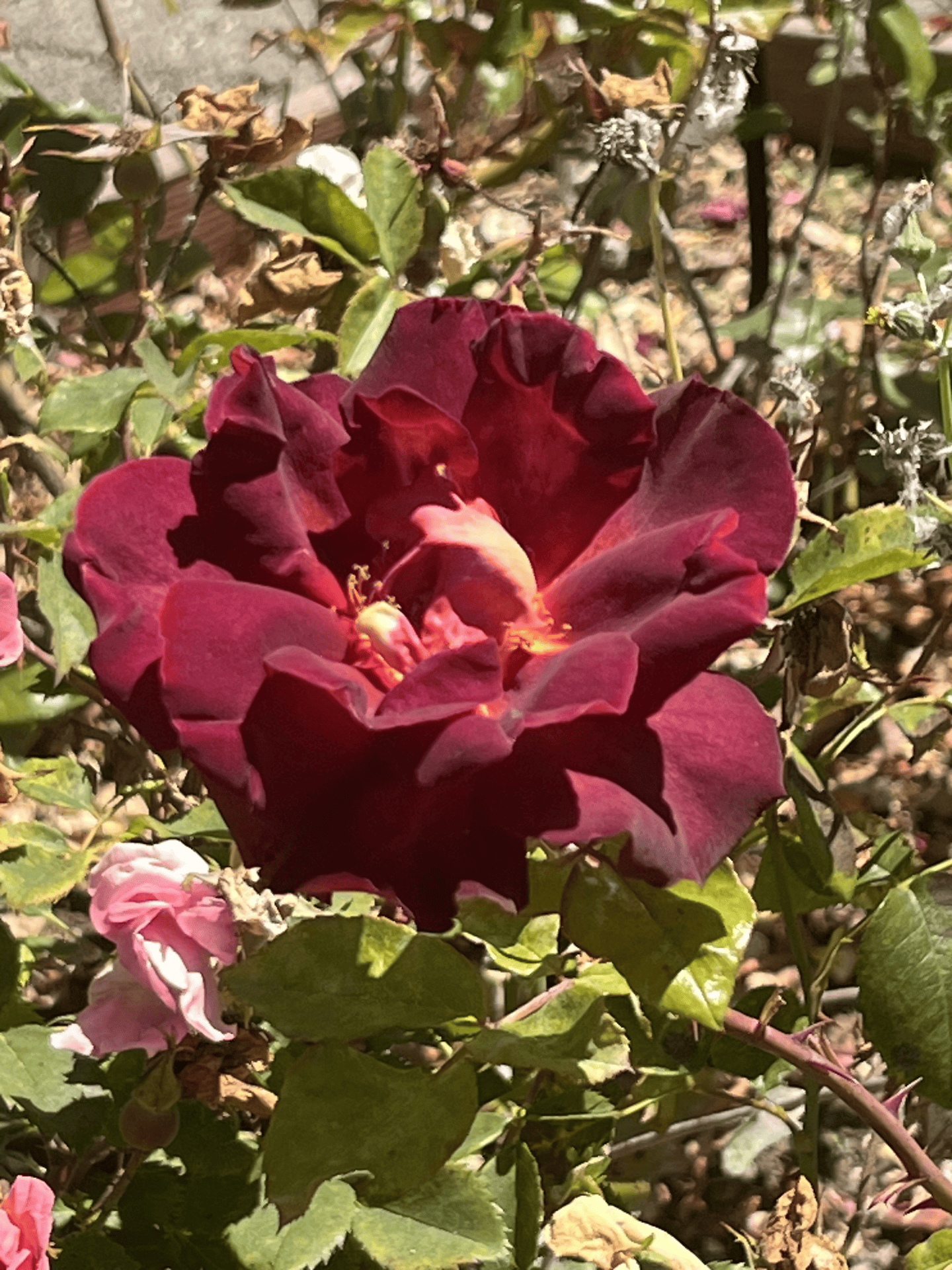 Berkeley rose garden