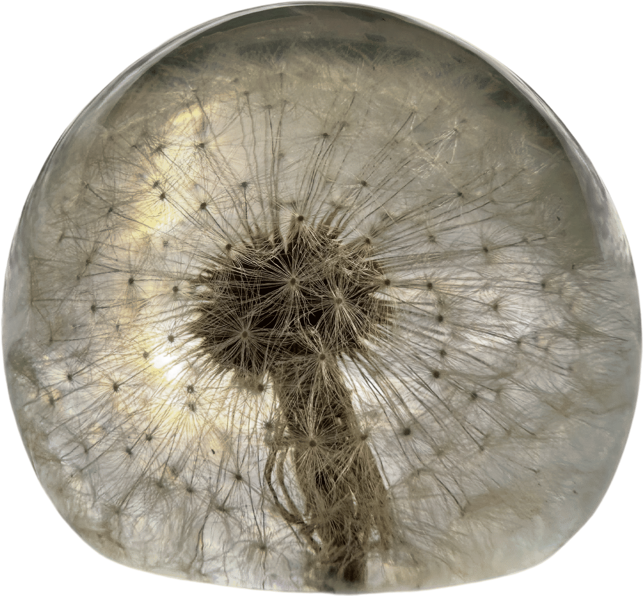 Real Dandelion in Crystal Clear Lucite Resin Specimen