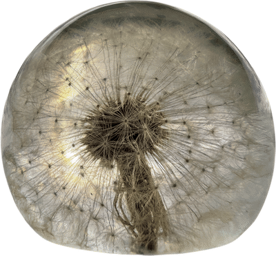 Real Dandelion in Crystal Clear Lucite Resin Specimen