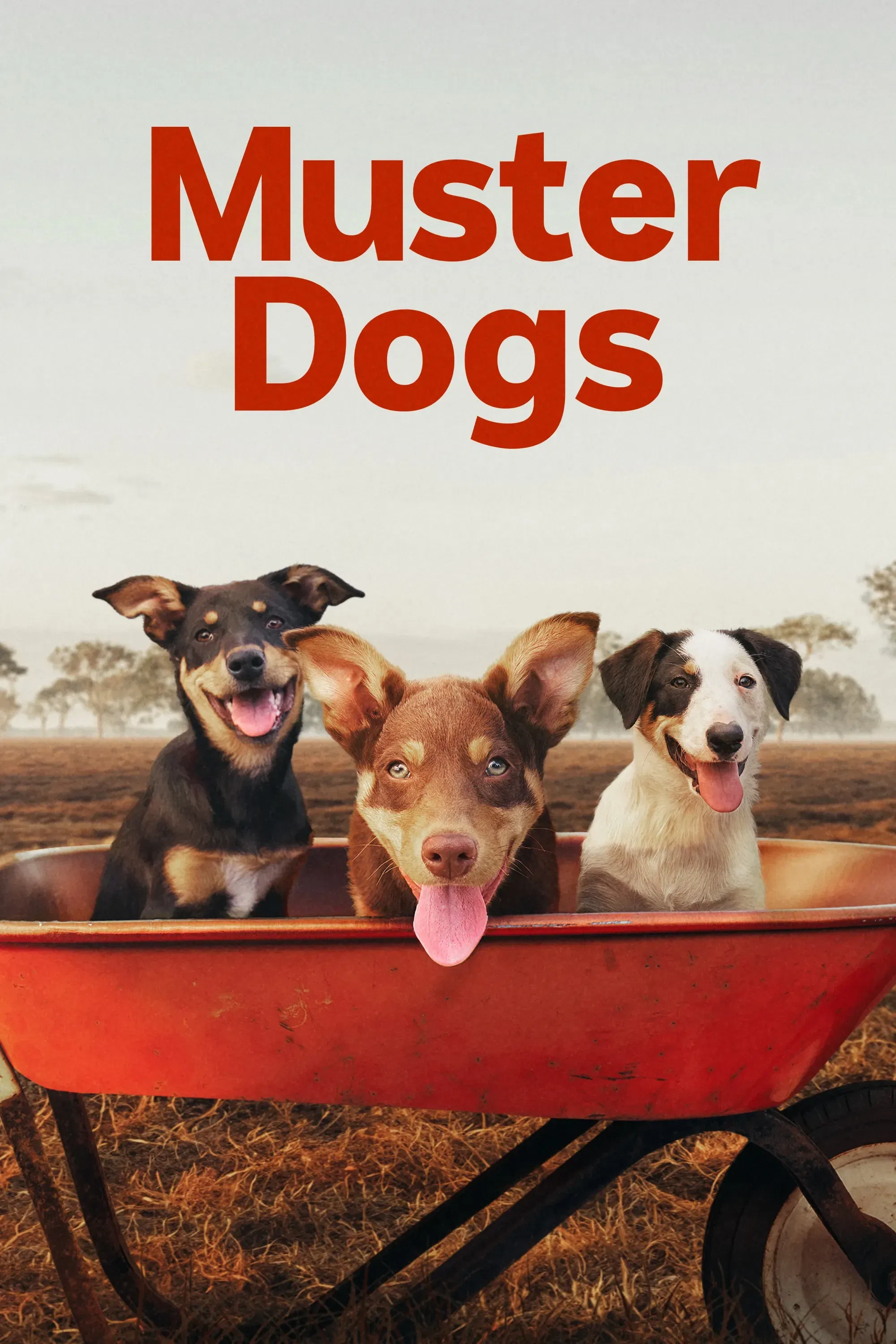 Muster Dogs