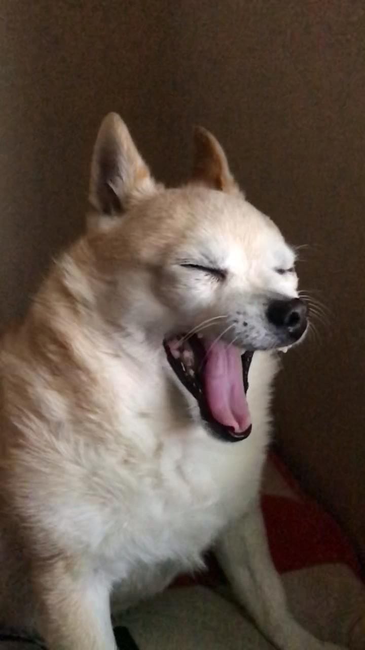 “biiig yawn”