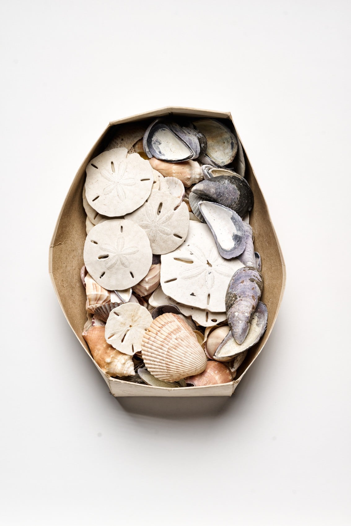 Seashell collecting…