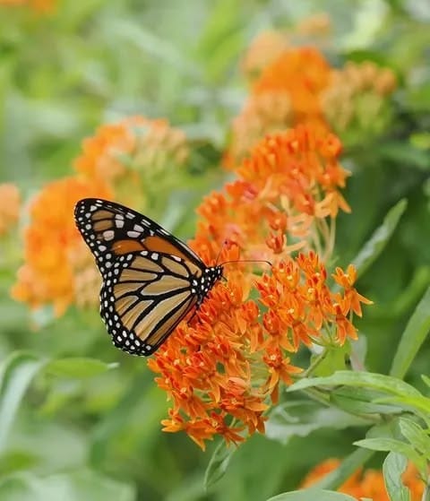 @northeastnativeplants on IG