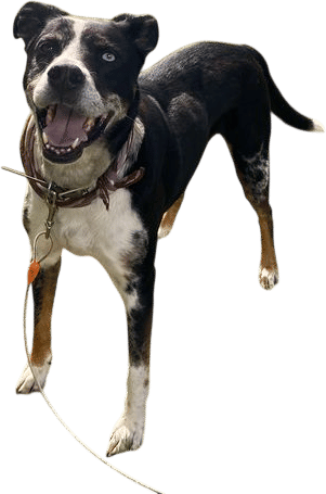 catahoula (ka-tuh-hool-a) leopard dog
