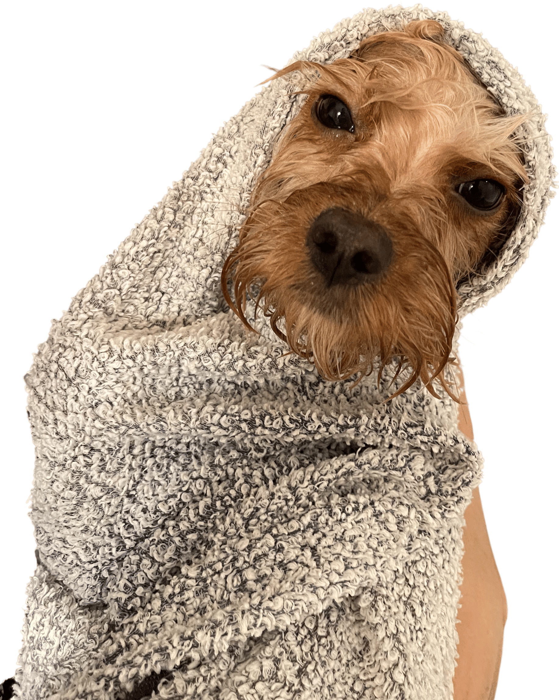 CHI For Dogs 2-in-1 Shampoo & Conditioner