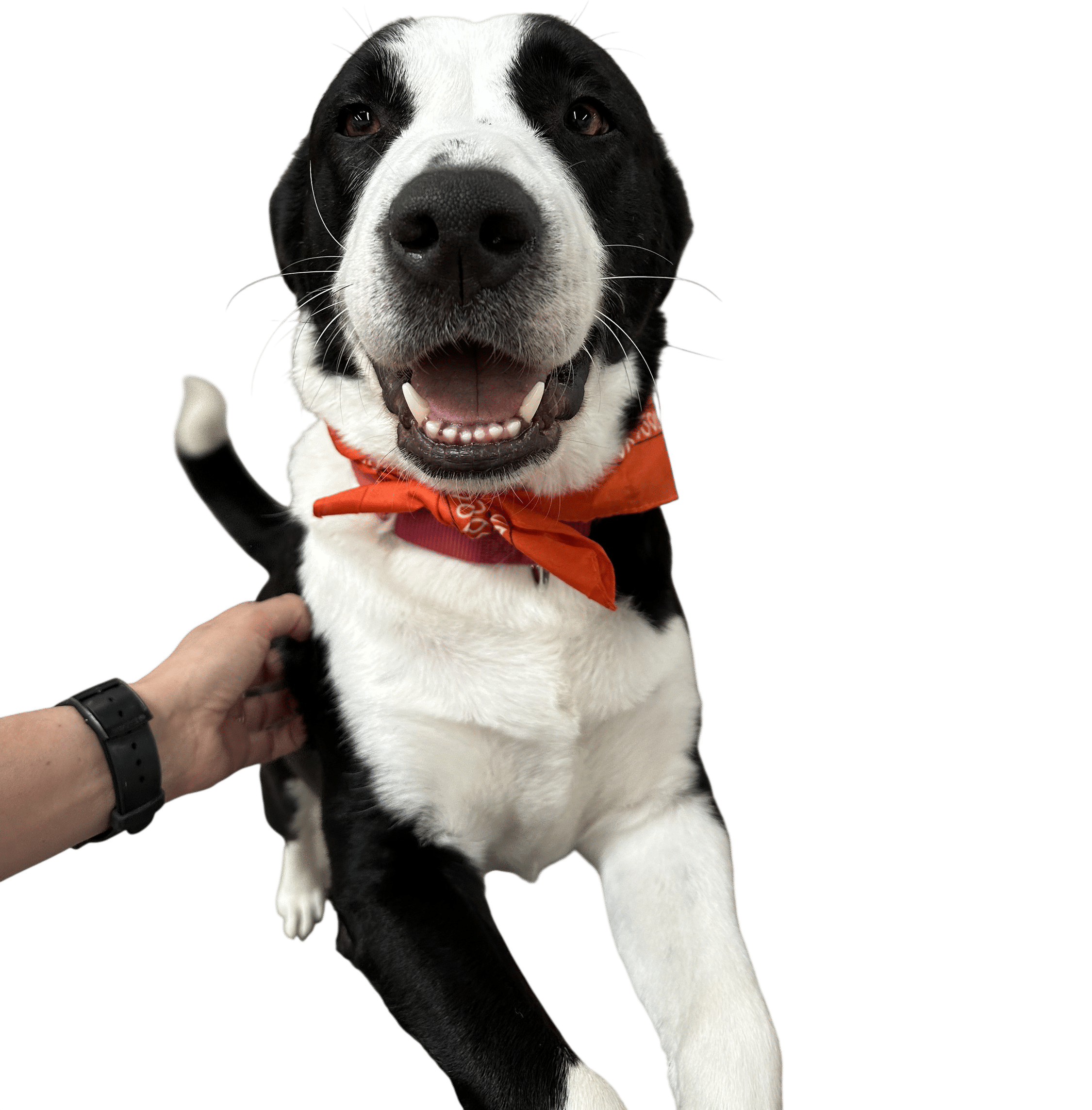 Firm Boundaries Build A Well-Adjusted Dog