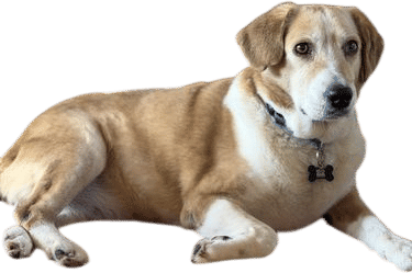 Foster a Dog or Cat