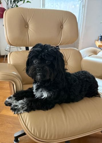 Shihpoo