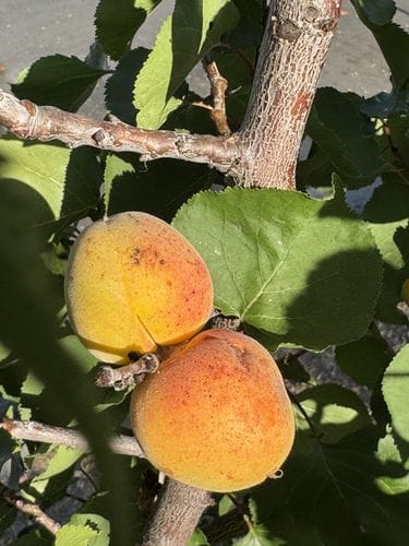 Apricot Tree