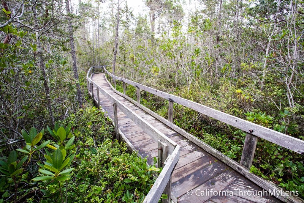 Pygmy Forest Trail in Little River, CA
